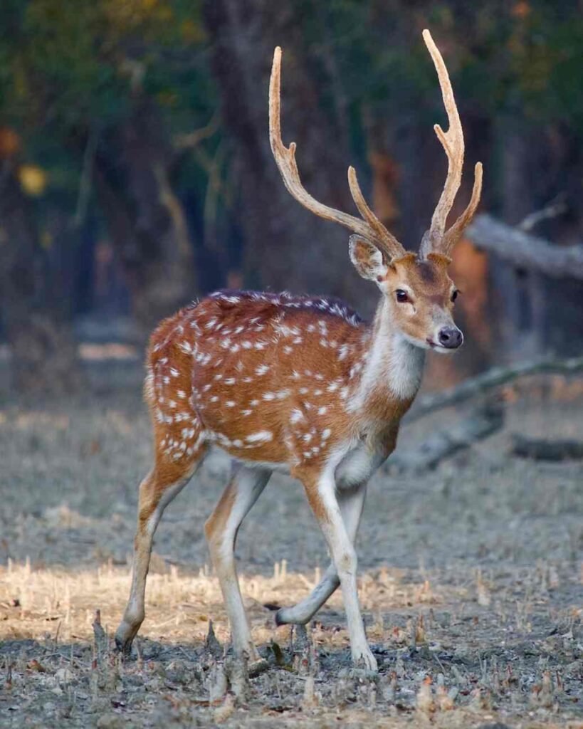 deer in sundarban forest